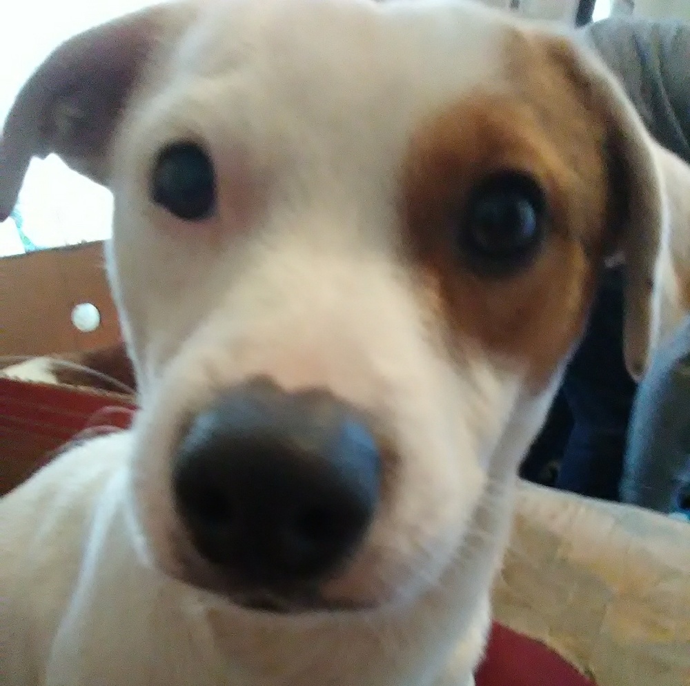 Dogs
